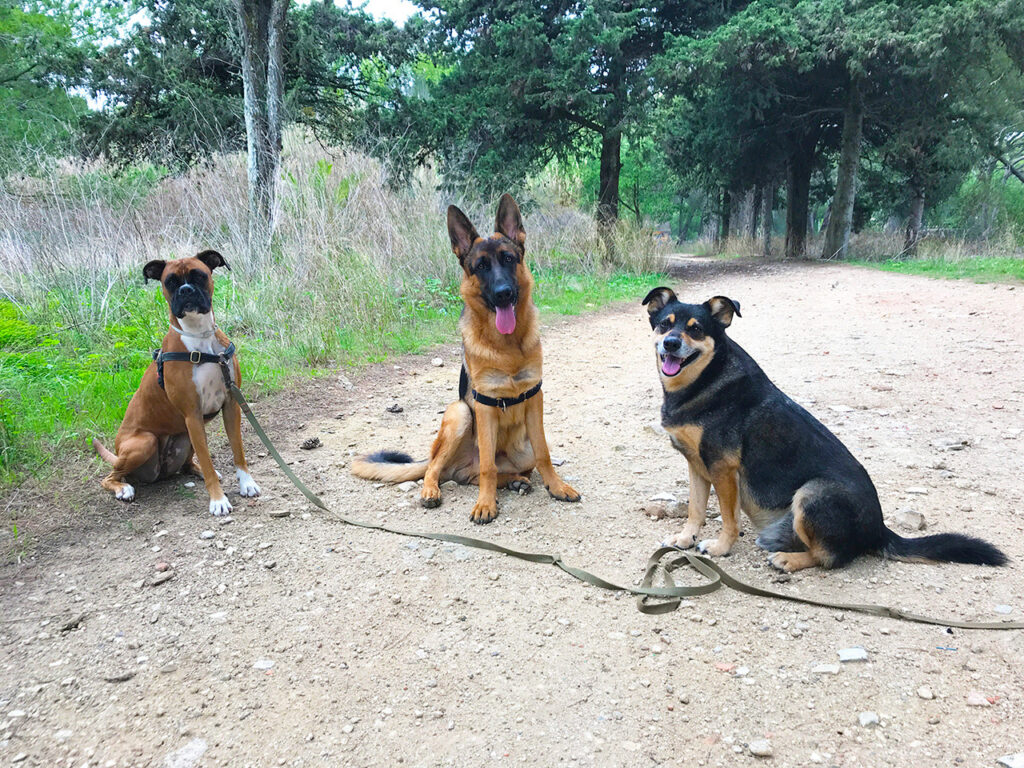Três cães sem trela sentados em treino de obediência