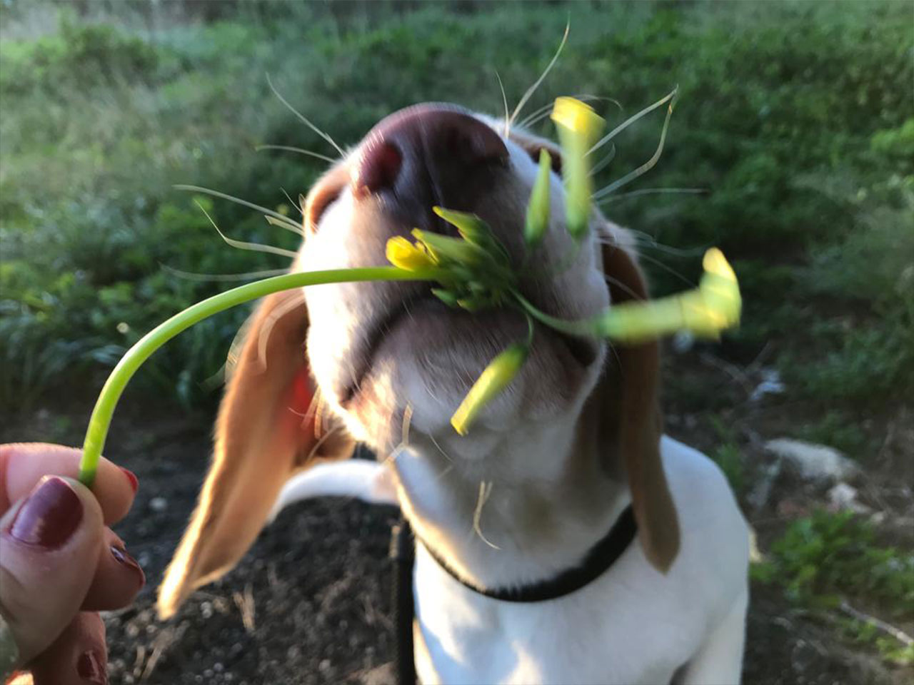 beagle bebé a cheirar flor em dia de treino