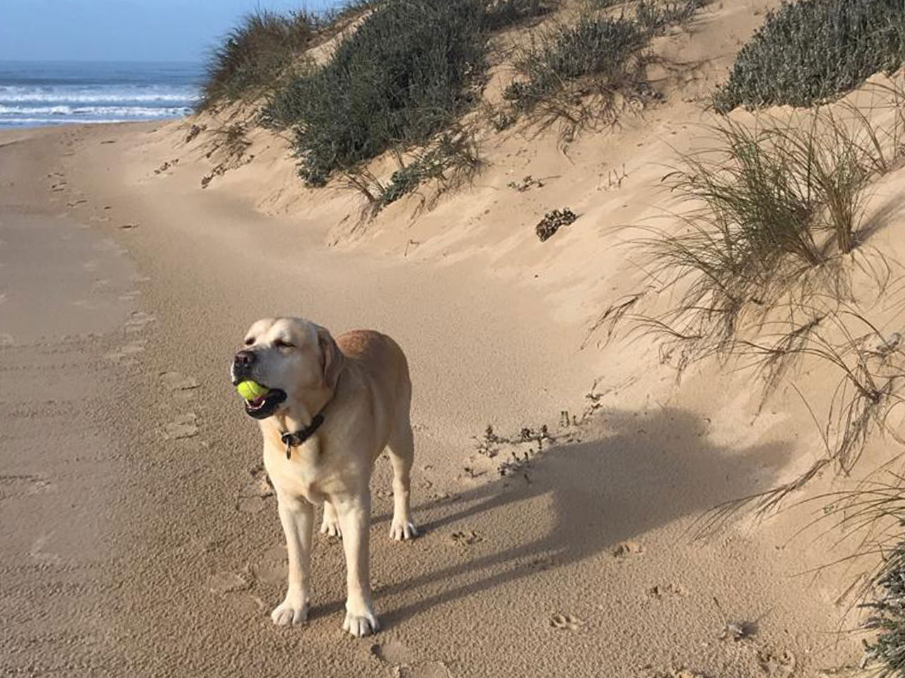 Labrador com bola na boca na praia