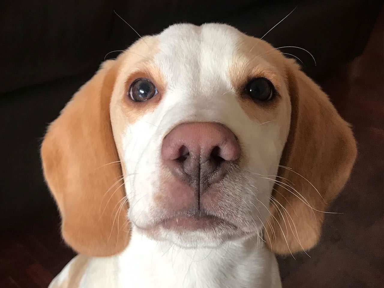 Beagle de cinco meses com olhar meigo