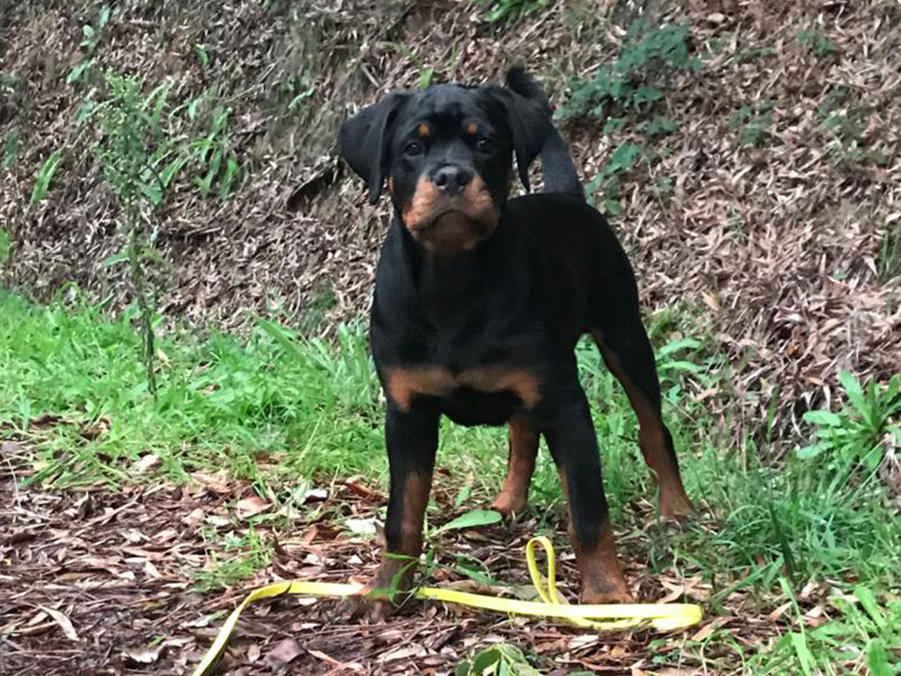 Rottweiler em passeio canino na floresta