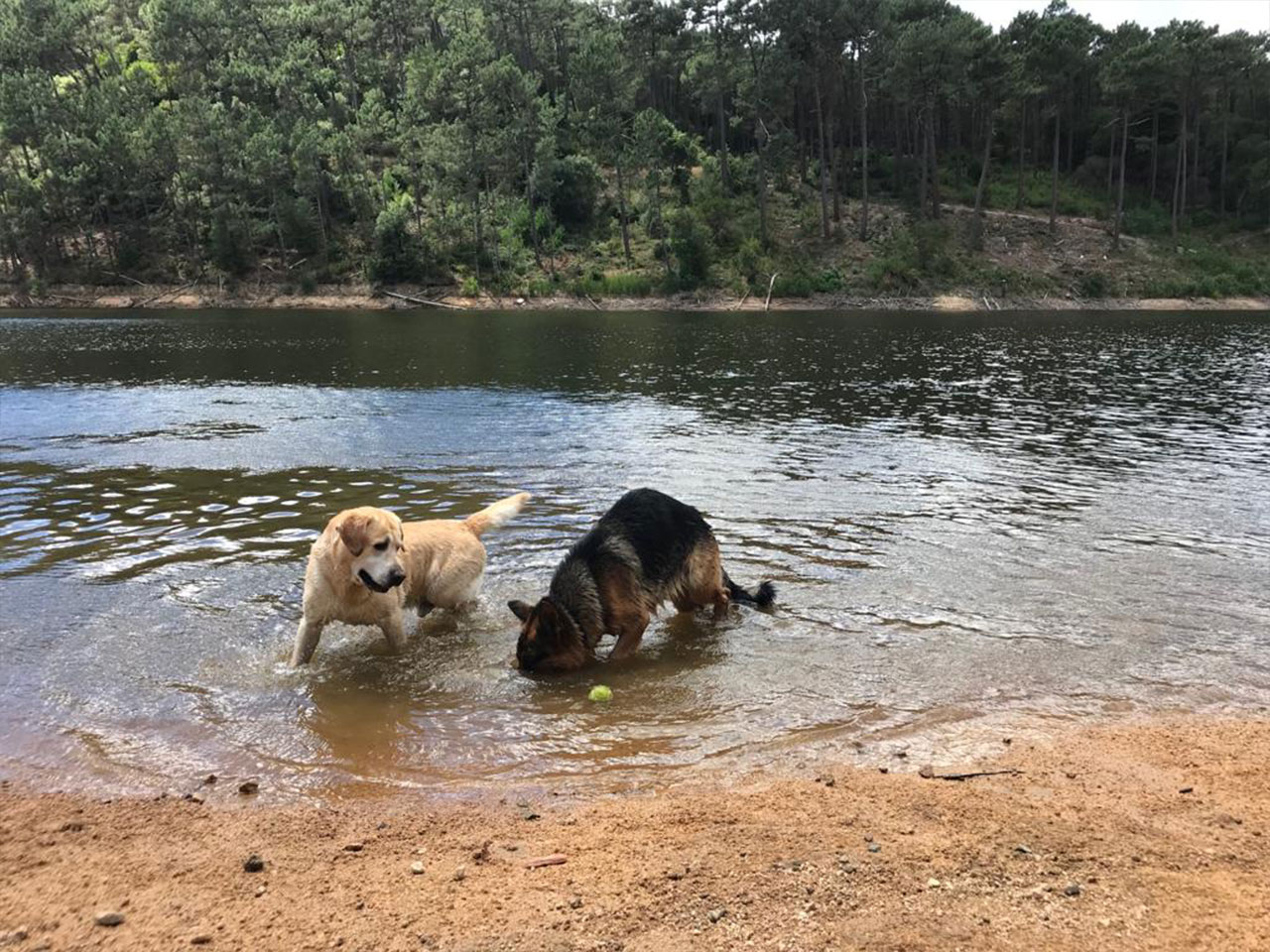 Cães em passeio na barragem da mula, Sintra. Ambos dentro de água.