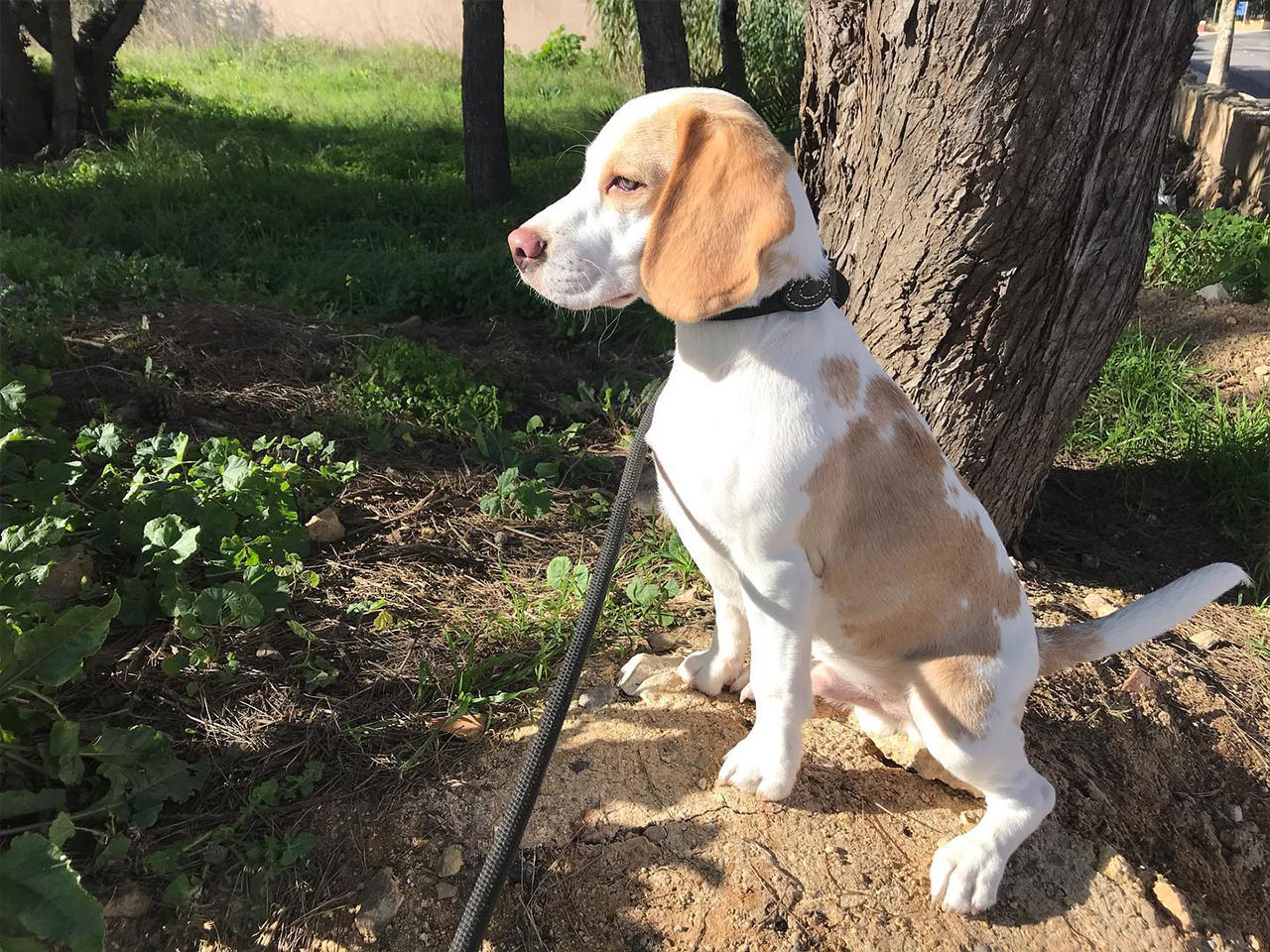 Beagle bebé com trela, sentado com olhar fixo