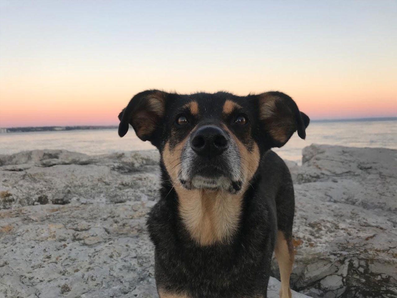 Cão resgatado junto ao mar ao por do sol