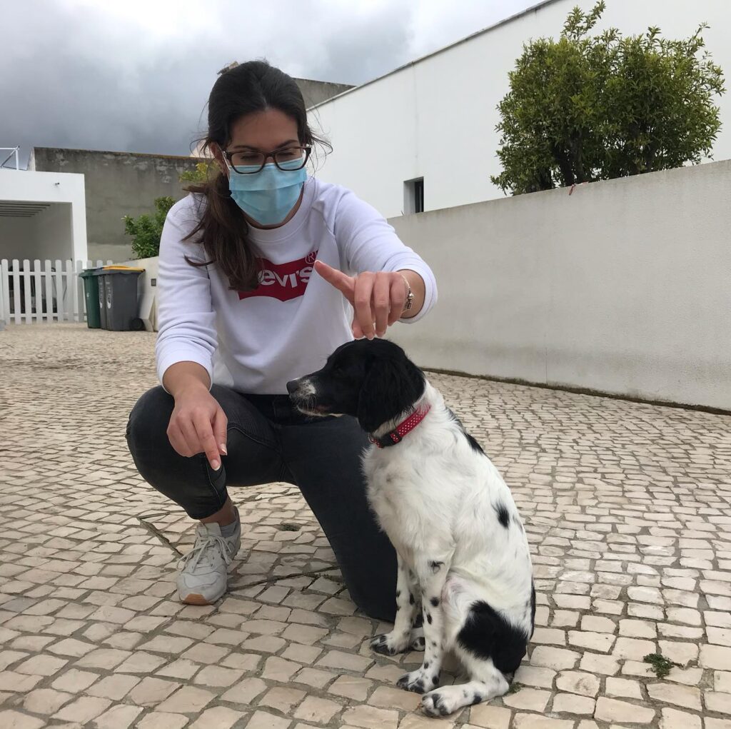epagneul breton e dona em aula canina