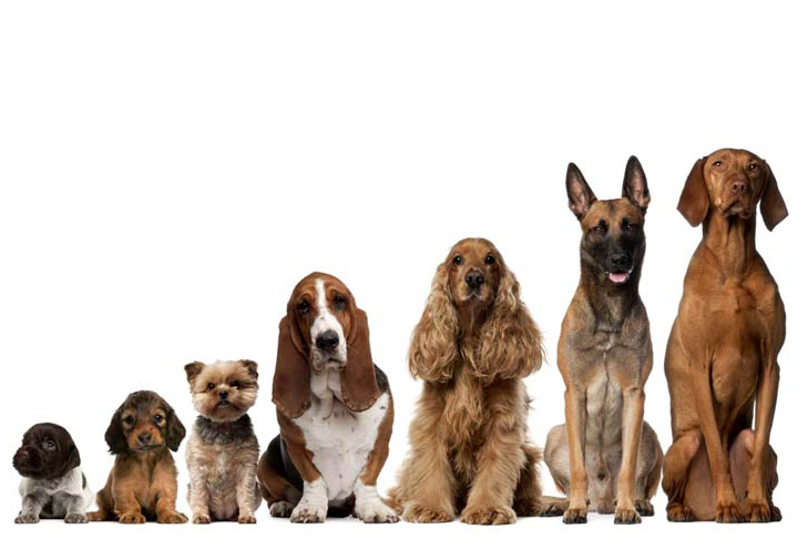 Imagem de artigo Pensa em adquirir um cão? com várias raças de cães em fila de tamanhos variados