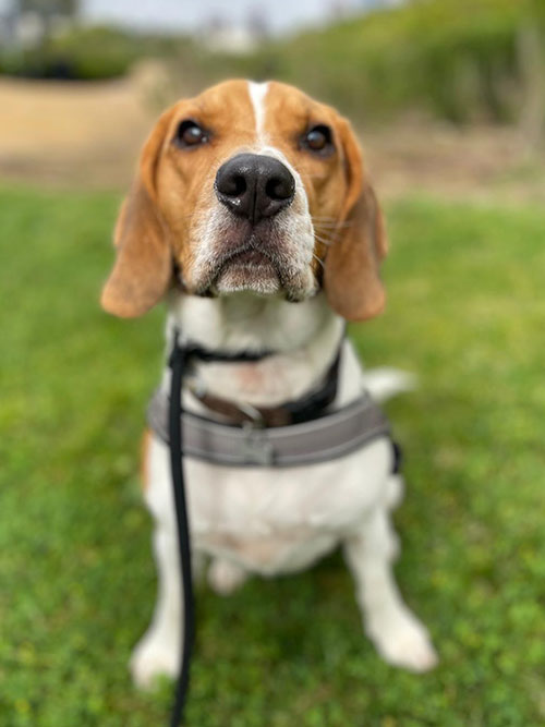 Tinik beagle obediência básica