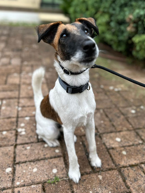 Ozzy fox terrier treino de obediência básica canina