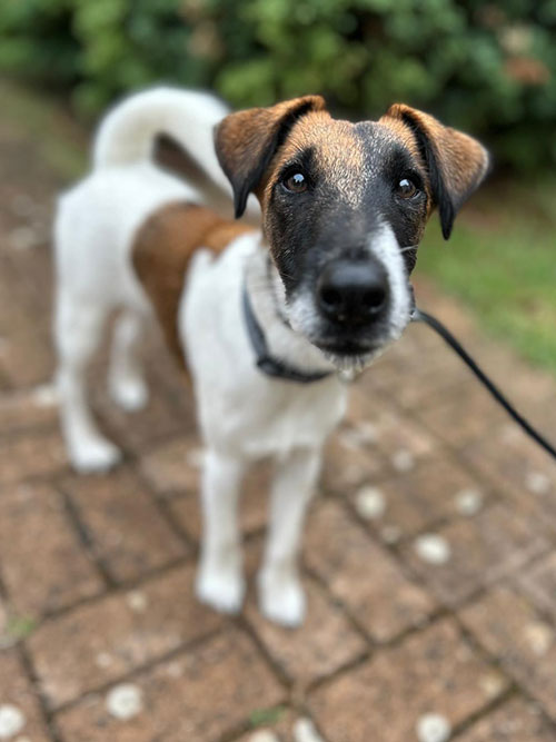 Ozzy fox terrier treino de obediência básica canina